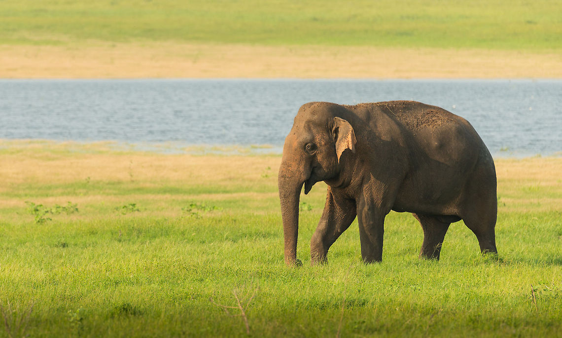 Master of Kaudulla Out of the 200 elephants we saw in Kaudulla, this one made a lasting impression. This one concerns a very large and dominant male, that was in a very needy mood. He waits for groups to pass by and then sniffs every female, as if he is a gate keeper. He also actively approached groups, sometimes several times, to check the females' status. According to our guide, a females' readiness and willingness can change in minutes, which is why he rechecks. Checkpoint in action:<br />
<figure class="photo"><a href="https://www.jungledragon.com/image/24753/master_of_kaudulla_-_checkpoint.html" title="Master of Kaudulla - checkpoint"><img src="https://s3.amazonaws.com/media.jungledragon.com/images/2/24753_thumb.jpg?AWSAccessKeyId=05GMT0V3GWVNE7GGM1R2&Expires=1759968010&Signature=DrVDAqNyDHlZWD6tk7qbsQ%2Fc8V4%3D" width="200" height="170" alt="Master of Kaudulla - checkpoint As described in my earlier photo...<br />
<br />
http://www.jungledragon.com/image/24646/master_of_kaudulla.html<br />
<br />
...this large dominant bull inspects every female that passes the water to check if she's ready for him. This group of youngsters could pass, but any adult female first had to stop at the checkpoint. Asia,Elephas maximus maximus,Kaudulla,Sri Lanka,Sri Lankan elephant" /></a></figure> Asia,Elephas maximus maximus,Geotagged,Kaudulla,Sri Lanka,Sri Lankan elephant