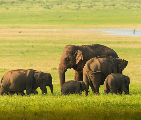 Master of Kaudulla - checkpoint As described in my earlier photo...

http://www.jungledragon.com/image/24646/master_of_kaudulla.html

...this large dominant bull inspects every female that passes the water to check if she's ready for him. This group of youngsters could pass, but any adult female first had to stop at the checkpoint. Asia,Elephas maximus maximus,Kaudulla,Sri Lanka,Sri Lankan elephant