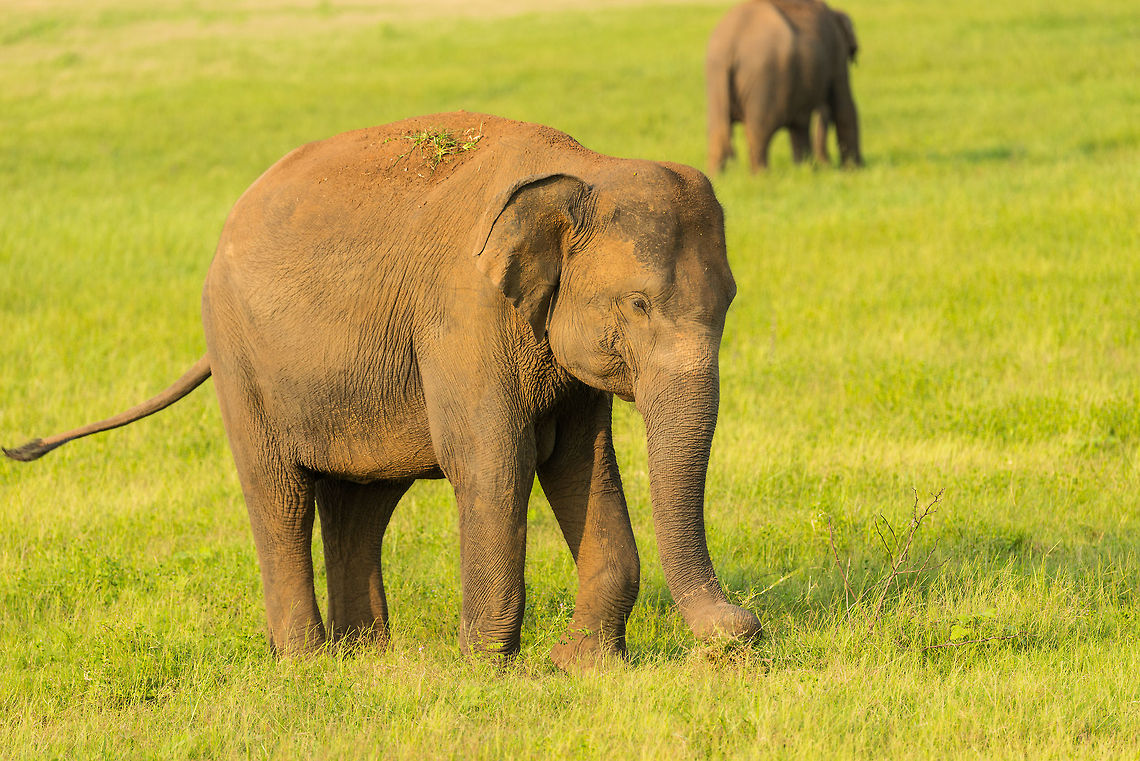 Young Sri Lankan Elephant eating grass at Kaudulla, Sri Lanka  Asia,Elephas maximus maximus,Kaudulla,Sri Lanka,Sri Lankan elephant