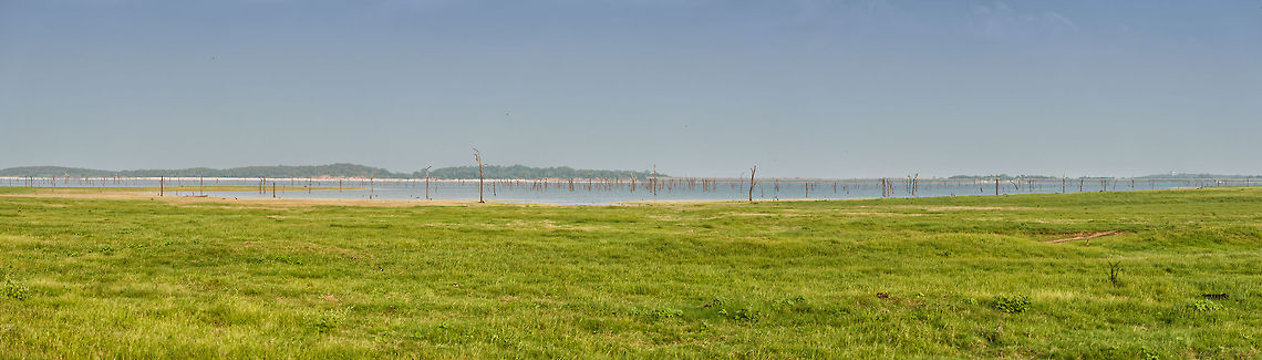 Kaudulla Mega Panorama, Sri Lanka A view of the lake at Kaudulla National Park, Sri Lanka. This one shows the grassy plains with the lake behind, in it several dead trees due to the rising water of the past rain season.<br />
<br />
I admit that the scene is a bit dull due to it being so flat. On the upside, this one is several hundreds of megapixels large, allowing you to zoom in deeply. To get a taste of extremely high resolution photos at JungleDragon, have a look at this collection, which also shows instructions in the description:<br />
<ul class="collections-simple"><li><a href="https://www.jungledragon.com/list/159" title="view as slideshow" class="button slideshow"><em class="fa fa-bookmark"></em>Wildlife Mega Panoramas</a></li></ul> Asia,Kaudulla,Panorama,Sri Lanka