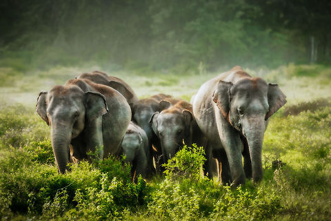 Sri Lankan elephant family formation at Kaudulla, Sri Lanka The original photo lacked any contrast due to the backlight, so this one is fairly heavily post processed. In case you're curious, I used the "Lord of the Rings" effect from Perfect Photo Suite, an effect that dramatizes lighting and slightly softens the scene. 

Anyway, I particularly enjoy how the youngsters are guarded on the sides by adults. They are such caring species. Asia,Elephas maximus maximus,Kaudulla,Sri Lanka,Sri Lankan elephant