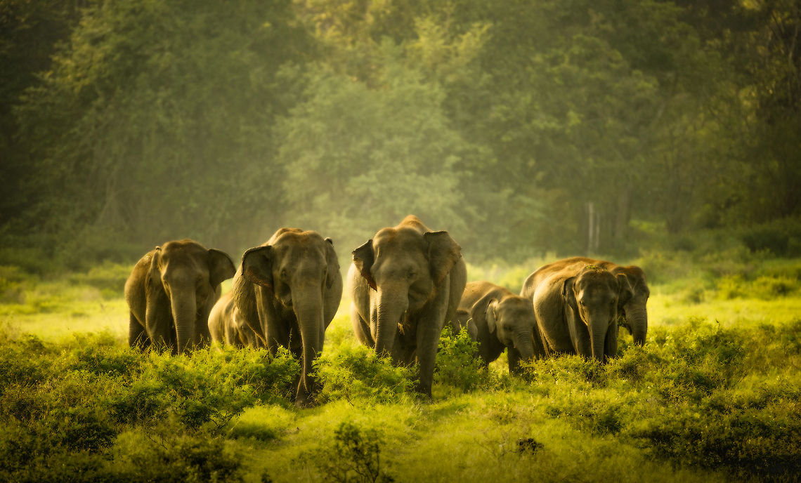 Sri Lankan elephant family emerging at sunset in Kaudulla, Sri Lanka  Asia,Elephas maximus maximus,Kaudulla,Sri Lanka,Sri Lankan elephant
