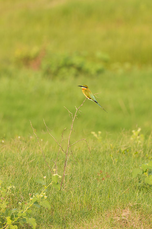 Blue-tailed Bee-eater at Kaudulla, Sri Lanka Visiting Kaudulla National Park (given good timing) gives an overdose of elephants. You&#039;d almost forget there&#039;s other life forms out there. For that purpose I&#039;m sharing this shot, albeit it not a very good shot. Asia,Blue-tailed Bee-eater,Kaudulla,Merops philippinus,Sri Lanka