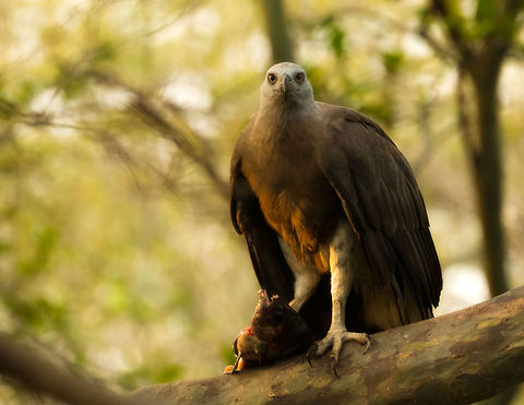 Closeup of Grey-headed Fish Eagle with fish, Kaudulla, Sri Lanka  Asia,Ichthyophaga ichthyaetus,Kaudulla,Sri Lanka,grey headed fish eagle