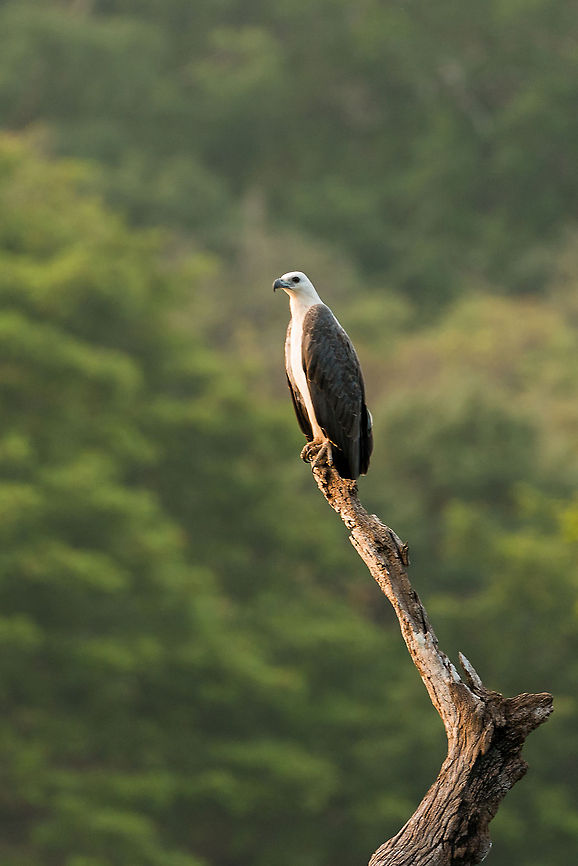 White-bellied Sea Eagle on the lookout, Kaudulla, Sri Lanka This is an adult, juveniles are more yellowish:<br />
<figure class="photo"><a href="https://www.jungledragon.com/image/23767/white-bellied_sea_eagle_juvenile_takeoff_wilpaththu_sri_lanka.html" title="White-bellied Sea Eagle (juvenile) takeoff, Wilpaththu, Sri Lanka"><img src="https://s3.amazonaws.com/media.jungledragon.com/images/2/23767_thumb.jpg?AWSAccessKeyId=05GMT0V3GWVNE7GGM1R2&Expires=1759968010&Signature=7VP8DvtwbnM3FhYFNrEKxxBhul8%3D" width="200" height="134" alt="White-bellied Sea Eagle (juvenile) takeoff, Wilpaththu, Sri Lanka If my identification is correct, this concerns a juvenile White-bellied Sea Eagle. Adults do have the white belly. Asia,Haliaeetus leucogaster,Sri Lanka,White-bellied Sea Eagle,Wilpaththu" /></a></figure> Asia,Haliaeetus leucogaster,Kaudulla,Sri Lanka,White-bellied Sea Eagle