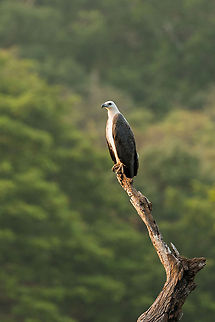 White-bellied Sea Eagle on the lookout, Kaudulla, Sri Lanka This is an adult, juveniles are more yellowish:
http://www.jungledragon.com/image/23767/white-bellied_sea_eagle_juvenile_takeoff_wilpaththu_sri_lanka.html Asia,Haliaeetus leucogaster,Kaudulla,Sri Lanka,White-bellied Sea Eagle