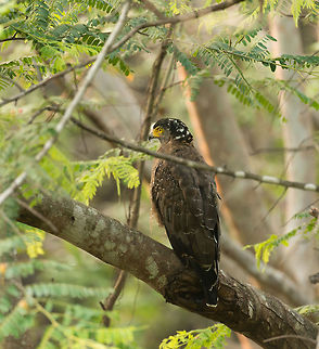 Crested Serpent Eagle at Kaudulla, Sri Lanka Sri Lanka really is the only country we ever visited where there are so many birds of prey within normal photographic range. It does not require stalking them for hours, they are just abundantly there. Asia,Crested Serpent Eagle,Kaudulla,Spilornis cheela,Sri Lanka