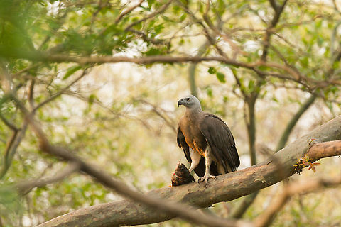 Grey-headed Fish Eagle with fish, Kaudulla, Sri Lanka Found in a tree near a path when we were exiting the park. As you can see, it was enjoying a fresh catch. This is an adult, juveniles have a lighter head. Closeup:
http://www.jungledragon.com/image/24836/closeup_of_grey-headed_fish_eagle_with_fish_kaudulla_sri_lanka.html Asia,Ichthyophaga ichthyaetus,Kaudulla,Sri Lanka,grey headed fish eagle