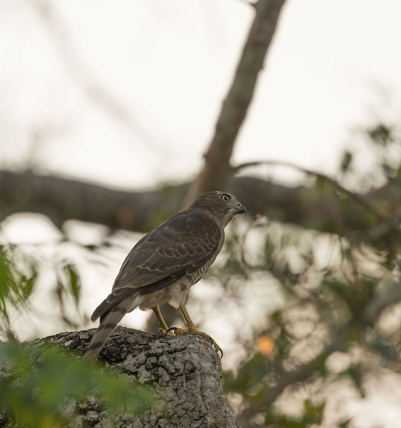 Shikra ( Little Banded Goshawk) at Kaudulla, Sri Lanka  Accipiter badius,Asia,Kaudulla,Shikra,Sri Lanka