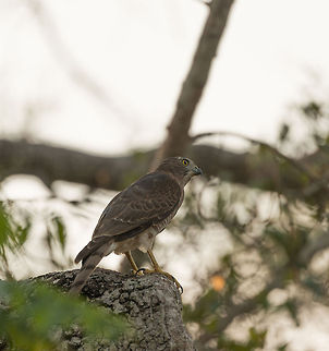 Shikra ( Little Banded Goshawk) at Kaudulla, Sri Lanka  Accipiter badius,Asia,Kaudulla,Shikra,Sri Lanka