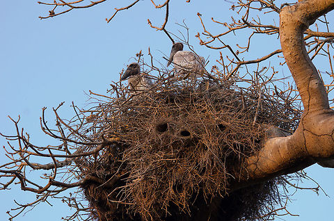 Jabiru Storks on a nested nest A nested nest? Yes. Check out the little holes in the nest of these young Jabirus, those are sub nests used by Parakeets :) Brazil,Jabiru,Jabiru mycteria,Pantanal,Stork,nest