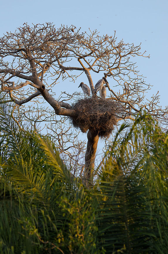 Jabiru Stork nest in the Pantanal You&#039;ll find adult Jabiru Storks mostly on the ground, yet they nest in trees. Here we &quot;discovered&quot; a large nest of baby Jabirus during one of our walks in the Pantanal. Brazil,Jabiru,Jabiru mycteria,Pantanal,Stork,nest