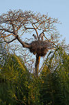 Jabiru Stork nest in the Pantanal You'll find adult Jabiru Storks mostly on the ground, yet they nest in trees. Here we "discovered" a large nest of baby Jabirus during one of our walks in the Pantanal. Brazil,Jabiru,Jabiru mycteria,Pantanal,Stork,nest