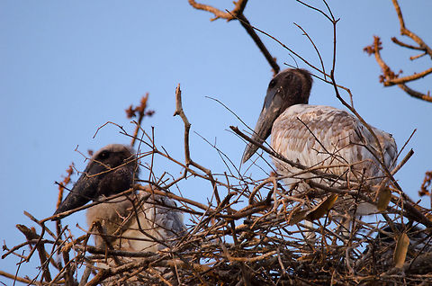 Young Jabiru Storks on a nest These young Jabiru Storks are unable to fly and safely await the return of their mother high in the trees on their huge nest. Brazil,Jabiru,Jabiru mycteria,Pantanal,Stork,nest