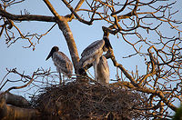 Jabiru Storks on their nest in the Pantanal Three young Jabiru storks are yet unable to fly and wait for their mother to return with fish snacks. Brazil,Jabiru,Jabiru mycteria,Pantanal,Stork