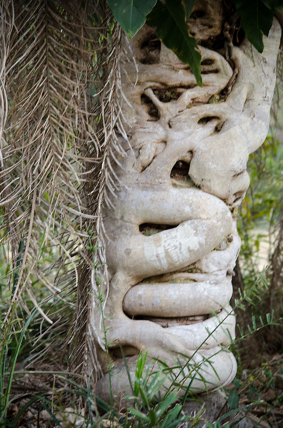 Strangler Fig on Acuri palm tree At first sight this just looks like an oddly shaped tree, but in fact this is an Acuri Palm tree being strangled by a Strangler Fig. The Strangler starts out as a parasite plant on the palm tree, growns downwards to root in the ground, and then upwards to compete for light. The host may or may not die in this process. Acuri Palm,Brazil,Ficus aurea,Florida strangler fig,Pantanal,Strangler Fig,Tree