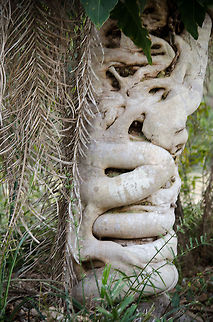 Strangler Fig on Acuri palm tree At first sight this just looks like an oddly shaped tree, but in fact this is an Acuri Palm tree being strangled by a Strangler Fig. The Strangler starts out as a parasite plant on the palm tree, growns downwards to root in the ground, and then upwards to compete for light. The host may or may not die in this process. Acuri Palm,Brazil,Ficus aurea,Florida strangler fig,Pantanal,Strangler Fig,Tree