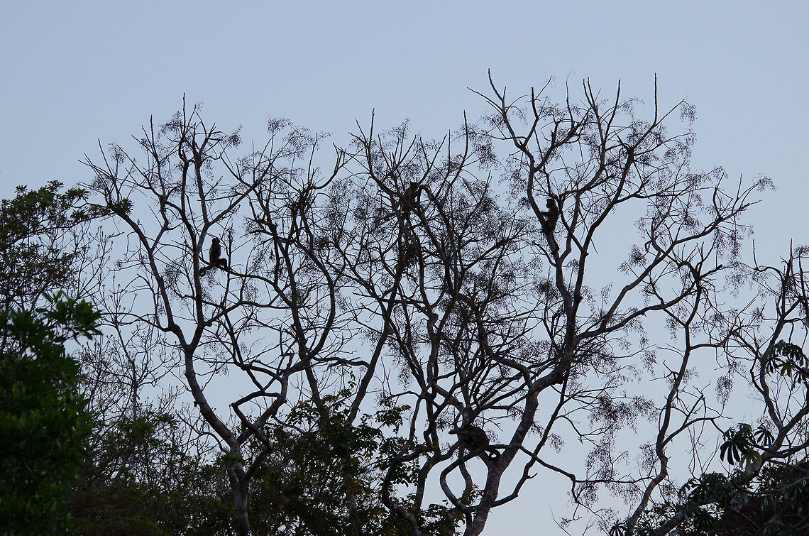 Troup of Capuchin monkeys in the Pantanal The sun was setting in the Pantanal and I was against the light, so this isn't the greatest pic, I know. This concerns a group of Capuchin monkeys, monkeys very commonly found in the Pantanal. Brazil,Capuchin,Cebus apella,Monkeys,Pantanal,Tufted capuchin