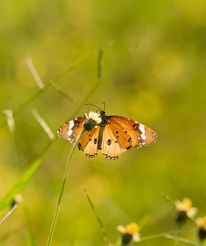 Plain Tiger (presumed), Sri Lanka I'm not 100% confident of the species. It's hard to identify from the bottom. I've searched almost all Sri Lankan species of butterfly but could not find anything closer than the Plain Tiger. Feel free to challenge the identification. African Monarch,Asia,Danaus chrysippus,Sigiriya,Sri Lanka