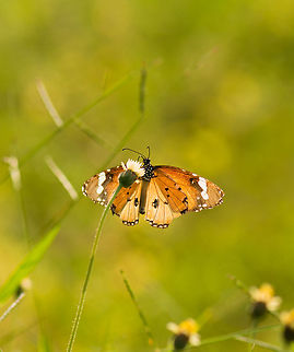 Plain Tiger (presumed), Sri Lanka I'm not 100% confident of the species. It's hard to identify from the bottom. I've searched almost all Sri Lankan species of butterfly but could not find anything closer than the Plain Tiger. Feel free to challenge the identification. African Monarch,Asia,Danaus chrysippus,Sigiriya,Sri Lanka