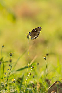 Brown King Crow, Sri Lanka Perched on a tall flower. This area was abundant with these butterflies, but getting close was an act of patience. Asia,Brown king crow,Euploea klugii,Sigiriya,Sri Lanka