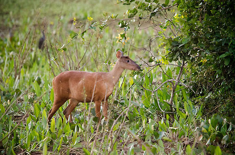 Red Brocket (Mazama americana) It is quite exceptional for these forest deer to appear in the open field, so we were thrilled to capture this one from quite a distance. Brazil,Deer,Mazama americana,Pantanal,Red Brocket