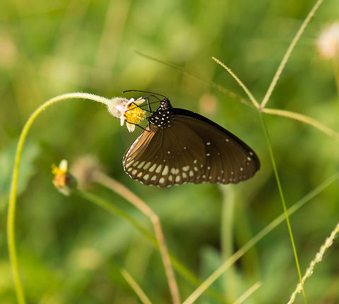 Brown King Crow closeup, Sri Lanka A lot of species in this genus look very much alike, so I hope I got the right one.  Asia,Brown king crow,Euploea klugii,Sigiriya,Sri Lanka