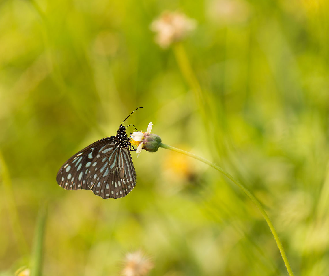 Ceylon Blue Glassy Tiger, Sri Lanka After our climb of Sigiriya, we were transported to an absolutely horrible motel. I'll spare you the details. On the plus side, this gave me a rare opportunity to do some macro photography in Sri Lanka, in the grass fields surrounding our accomodation. One pleasant surprise in Sri Lanka is the insane abundance of butterflies, in numbers and in species. Asia,Dark Blue Tiger,Sigiriya,Sri Lanka,Tirumala septentrionis