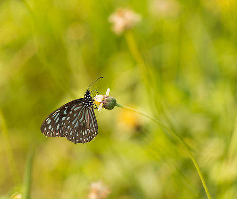 Ceylon Blue Glassy Tiger, Sri Lanka After our climb of Sigiriya, we were transported to an absolutely horrible motel. I'll spare you the details. On the plus side, this gave me a rare opportunity to do some macro photography in Sri Lanka, in the grass fields surrounding our accomodation. One pleasant surprise in Sri Lanka is the insane abundance of butterflies, in numbers and in species. Asia,Dark Blue Tiger,Sigiriya,Sri Lanka,Tirumala septentrionis