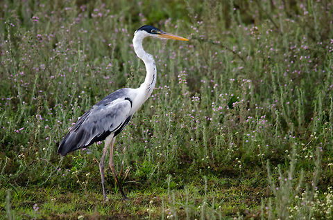 Cocoi Heron in the Pantanal Herons like these, amidst Storks and Spoonbills are so numerous in the Pantanal that you'll find one everywhere you look. Ardea cocoi,Birds,Brazil,Cocoi Heron,Pantanal