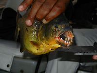 Piranha jaws exposed in the Pantanal Whilst we were on a hike, our guide waiting in the boat caught this Piranha to expose its impressive teeth.  Brazil,Fish,Pantanal,Piranha