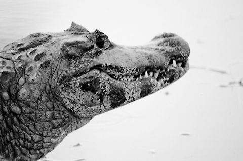 Caiman closeup Caiman closeup Brazil,Caiman,Caiman yacare,Pantanal,Reptiles,Yacare caiman,black and white