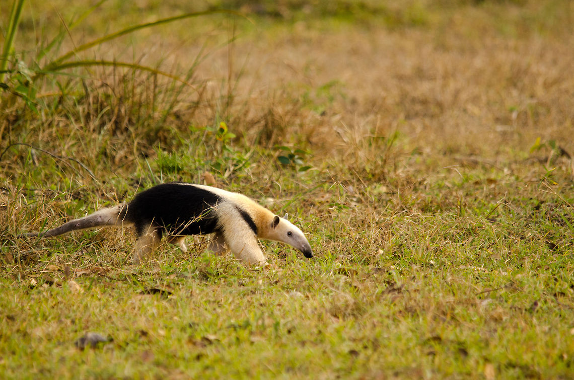 Southern Tamandua (Tamandua tetradactyla)  Also called the &quot;Lesser Anteater&quot; as it is significantly smaller than the Giant Anteater. That does not make it less interesting though. We spotted this one from a very large distance and watched it travel between bushes without noticing us. Anteater,Brazil,Collared Anteater,Lesser Anteater,Pantanal,Southern Tamandua,Tamandua tetradactyla