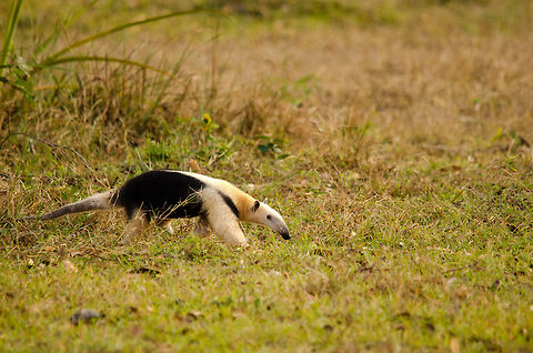 Southern Tamandua (Tamandua tetradactyla)  Also called the "Lesser Anteater" as it is significantly smaller than the Giant Anteater. That does not make it less interesting though. We spotted this one from a very large distance and watched it travel between bushes without noticing us. Anteater,Brazil,Collared Anteater,Lesser Anteater,Pantanal,Southern Tamandua,Tamandua tetradactyla