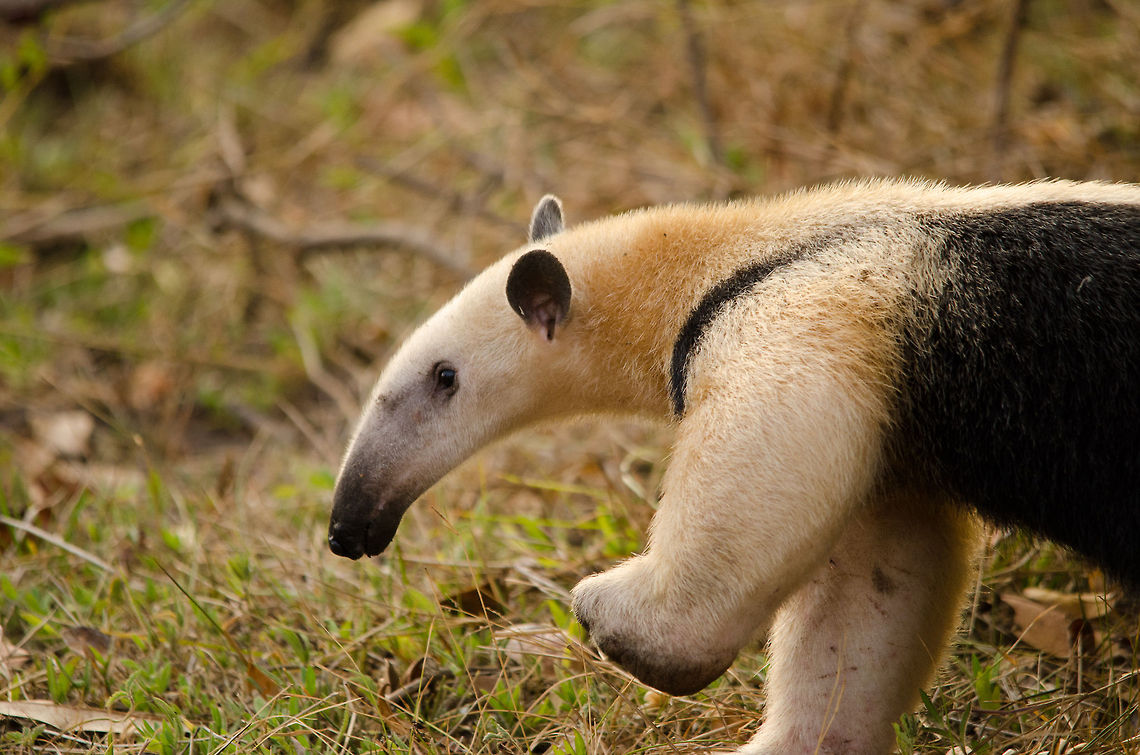 Southern Tamandua closeup We were able to approach this Anteater quite closely as it doesn&#039;t seem to see and hear very good when its busy sniffing the earth in search of food. Don&#039;t be fooled by its cuteness though, they have nasty long claws that can cut you wide open. Anteater,Brazil,Pantanal,Southern Tamandua,Tamandua tetradactyla