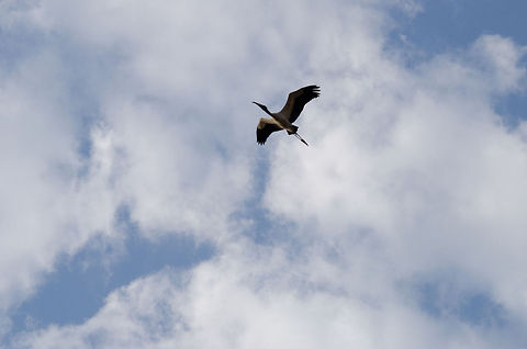 Wood Stork in flight A Wood Stork moves between trees at high altitude. Brazil,Mycteria americana,Pantanal,Wood Stork,birds,flight,stork