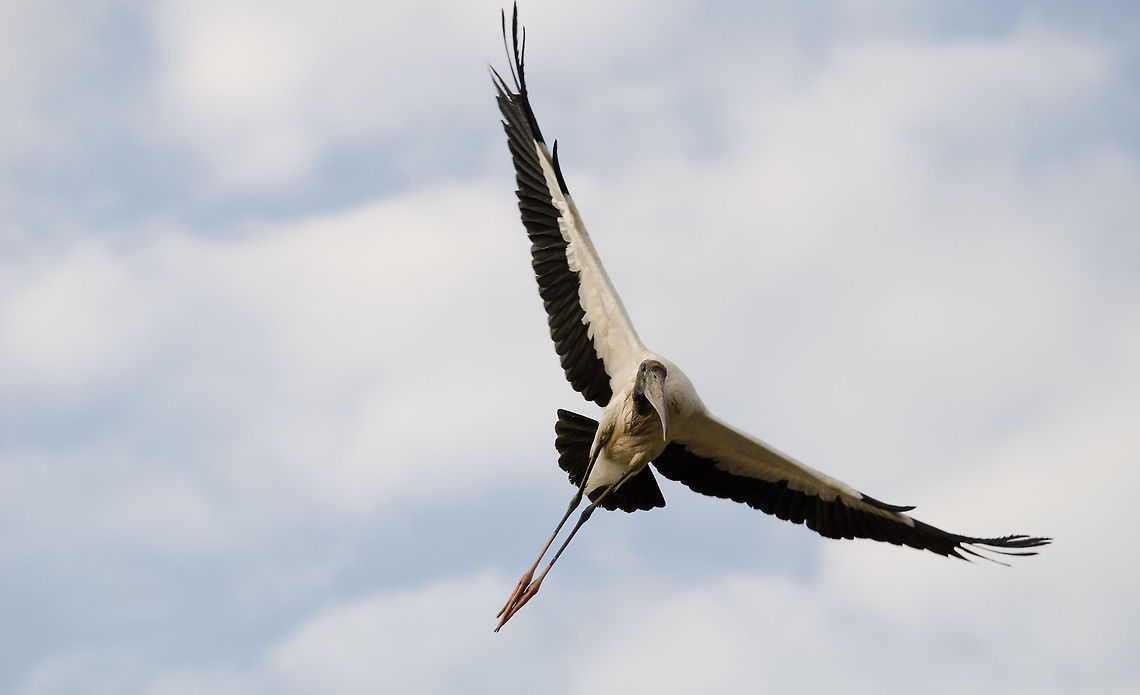 Wood Stork (Mycteria americana)  in flight This Wood Stork was resting on a tree yet as we approached it took of in our direction, which gave us the opportunity for this action shot. Birds,Brazil,Flight,Mycteria americana,Pantanal,Stork,Wood Stork
