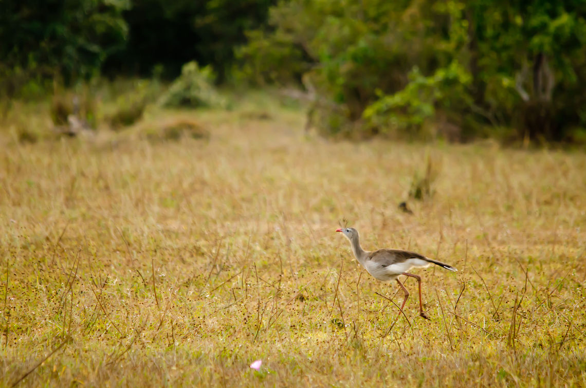 Red-legged Seriema on the run This Seriema intruiged us by always being many steps ahead of us. Each time we came closer, it ran away. It's a beautiful, gracious bird to see. Brazil,Cariama cristata,Pantanal,Red-legged Seriema,birds