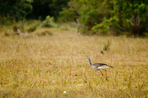 Red-legged Seriema on the run This Seriema intruiged us by always being many steps ahead of us. Each time we came closer, it ran away. It's a beautiful, gracious bird to see. Brazil,Cariama cristata,Pantanal,Red-legged Seriema,birds