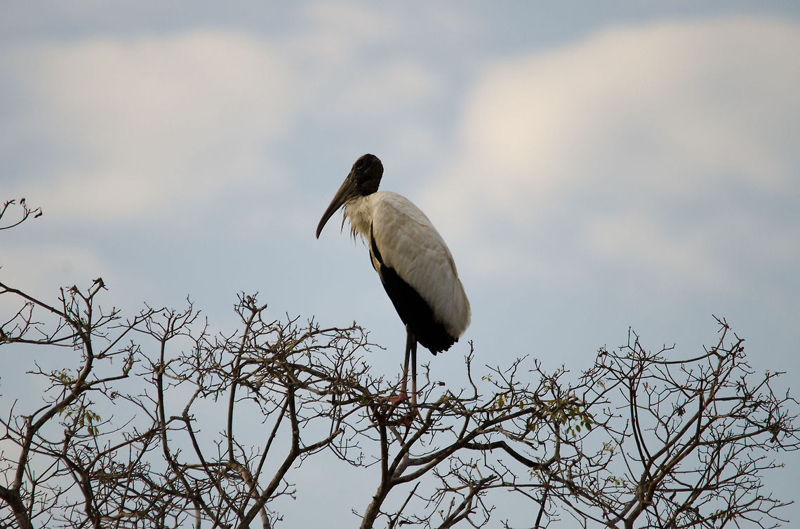 Wood Stork in tree Wood Stork in the treetops in the Pantanal. Brazil,Mycteria americana,Pantanal,Stork,Wood Stork,birds
