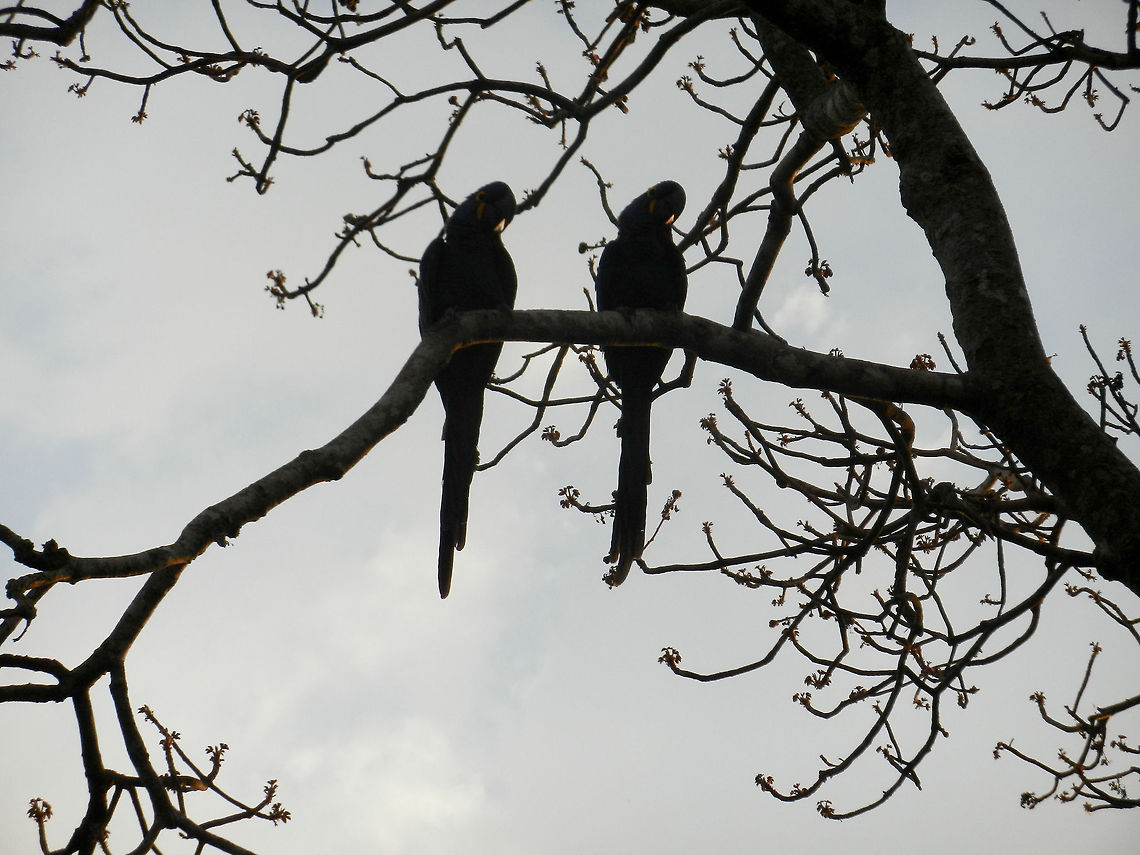 Hyacinth Macaw twins A Hyacint Macaw couple during sunset in the Pantanal. Brazil,Hyacinth Macaw,Macaws,Pantanal