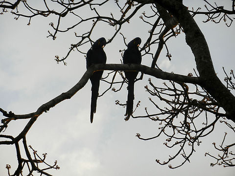 Hyacinth Macaw twins A Hyacint Macaw couple during sunset in the Pantanal. Brazil,Hyacinth Macaw,Macaws,Pantanal