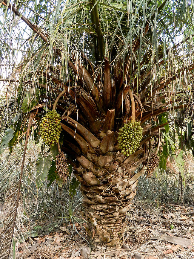 Acuri Palm Tree The Acuri Palm tree is omnipresent in the Pantanal, its fruits are the main food for most macaws and monkeys. Acuri Palm,Attalea phalerata,Brazil,Palm tree,Pantanal,Tree