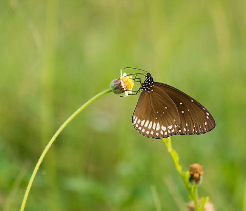 Brown King Crow closeup, Sri Lanka  Asia,Brown king crow,Euploea klugii,Sri Lanka,Wasgamuwa