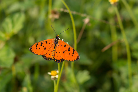 Deeply orange Tawny Coster, Sri Lanka Hard to miss, you can see it fly in the corner of your eye, it is that bright. Not a great flyer but still very nervous. Acraea terpsicore,Asia,Sri Lanka,Tawny Coster,Wasgamuwa