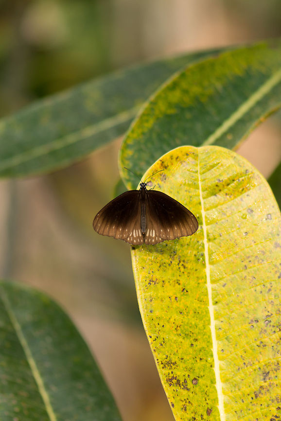 Top view of Brown King Crow, Sri Lanka  Asia,Brown king crow,Euploea klugii,Sri Lanka,Wasgamuwa