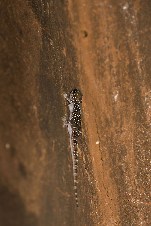 White spotted gecko on wall, Sri Lanka Can't find any reference photos yet :( Asia,Hemidactylus lankae,Sigiriya,Sri Lanka,Termite-hill Gecko