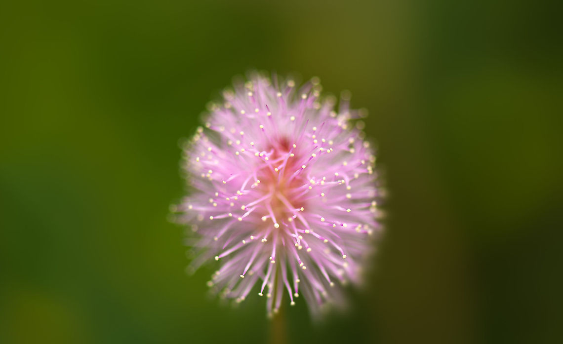 Flower of a touch-me-not plant, Sri Lanka A macro closeup of the flower of the touch-me-not plant. This plant, however, is better known for its leafs, which fold when touched:<br />
<figure class="photo"><a href="https://www.jungledragon.com/image/25171/leafs_of_a_touch-me-not_plant_sri_lanka.html" title="Leafs of a touch-me-not plant, Sri Lanka"><img src="https://s3.amazonaws.com/media.jungledragon.com/images/2/25171_thumb.jpg?AWSAccessKeyId=05GMT0V3GWVNE7GGM1R2&Expires=1767225610&Signature=8CFyNOzZzfaBQYuGTTssPeXYEss%3D" width="200" height="112" alt="Leafs of a touch-me-not plant, Sri Lanka This plant has many nicknames to describe its bizarre behavior. When touching these leafs, they immediately fold. Flower of this plant:<br />
http://www.jungledragon.com/image/25170/flower_of_a_touch-me-not_plant_sri_lanka.html Asia,Mimosa pudica,Sri Lanka,Wasgamuwa,mimosa pudica" /></a></figure> Asia,Mimosa pudica,Sri Lanka,Wasgamuwa,mimosa pudica