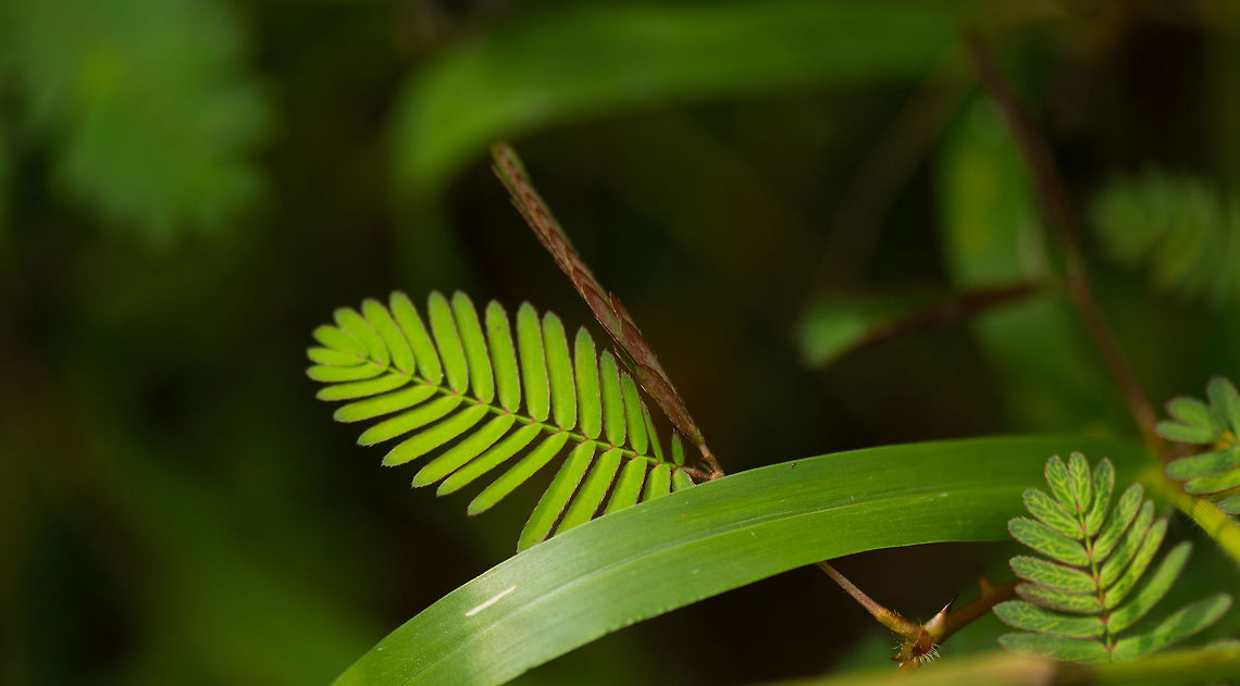 Leafs of a touch-me-not plant, Sri Lanka This plant has many nicknames to describe its bizarre behavior. When touching these leafs, they immediately fold. Flower of this plant:<br />
<figure class="photo"><a href="https://www.jungledragon.com/image/25170/flower_of_a_touch-me-not_plant_sri_lanka.html" title="Flower of a touch-me-not plant, Sri Lanka"><img src="https://s3.amazonaws.com/media.jungledragon.com/images/2/25170_thumb.jpg?AWSAccessKeyId=05GMT0V3GWVNE7GGM1R2&Expires=1759968010&Signature=ZDKcqSs0aPARsrQ7g7XjGIYLIec%3D" width="200" height="124" alt="Flower of a touch-me-not plant, Sri Lanka A macro closeup of the flower of the touch-me-not plant. This plant, however, is better known for its leafs, which fold when touched:<br />
http://www.jungledragon.com/image/25171/leafs_of_a_touch-me-not_plant_sri_lanka.html Asia,Mimosa pudica,Sri Lanka,Wasgamuwa,mimosa pudica" /></a></figure> Asia,Mimosa pudica,Sri Lanka,Wasgamuwa,mimosa pudica