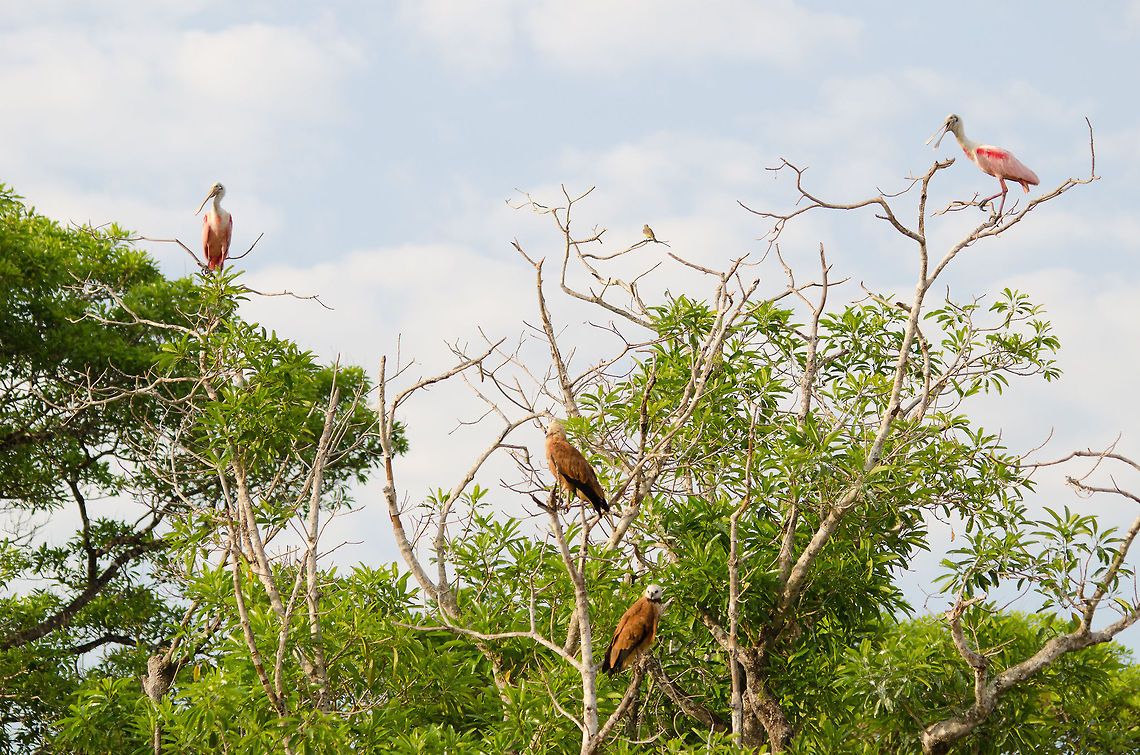 Black-collared Hawks and Spoonbills compete The Pantanal is the ultimate birding area due to its open plains and unlimited supply of fish. Therefore, most large birds actually do not compete with each other, since there is plenty of food for all. Birds,Black-collared Hawk,Brazil,Pantanal,Roseate Spoonbill